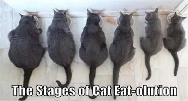 "The stages of cat eat-olution."