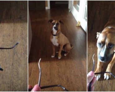 He Chewed up Mom’s Glasses but When She Confronts Him About It, THIS Happens!