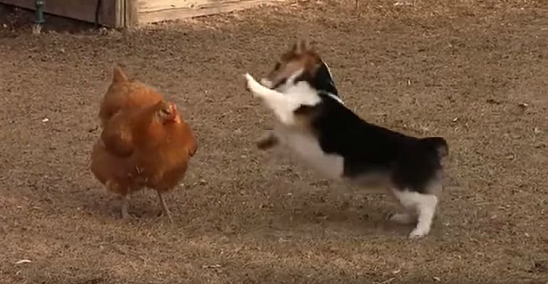 Epic Chicken Fight with a Corgi Is the Cutest Fight Ever!