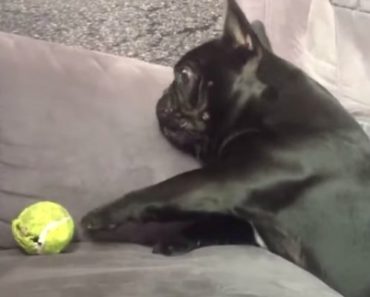 These Dogs Hilariously Fail at Catching and Fetching. I Can’t Stop Watching! LOL!