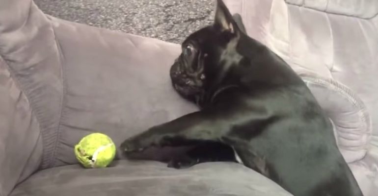 Funny Dog Fetch Fails of Dogs Hilariously Bad at Catching and Fetching.