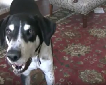 His Human Tells Him He Just Got a Kitten. This Talking Dog’s Reaction Will Have LOL!