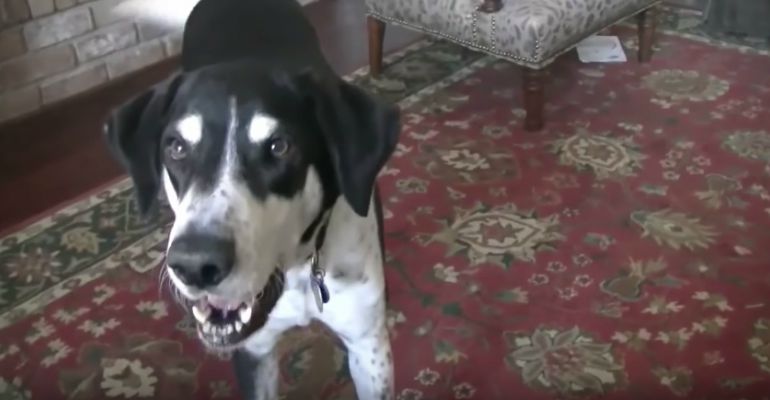 Talking Dog Wants a Kitty and His Reaction is Hilarious.