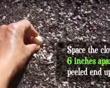 She Places Garlic Cloves Peeled End up in the Soil. Two Weeks Later, the Results Were Surprising!