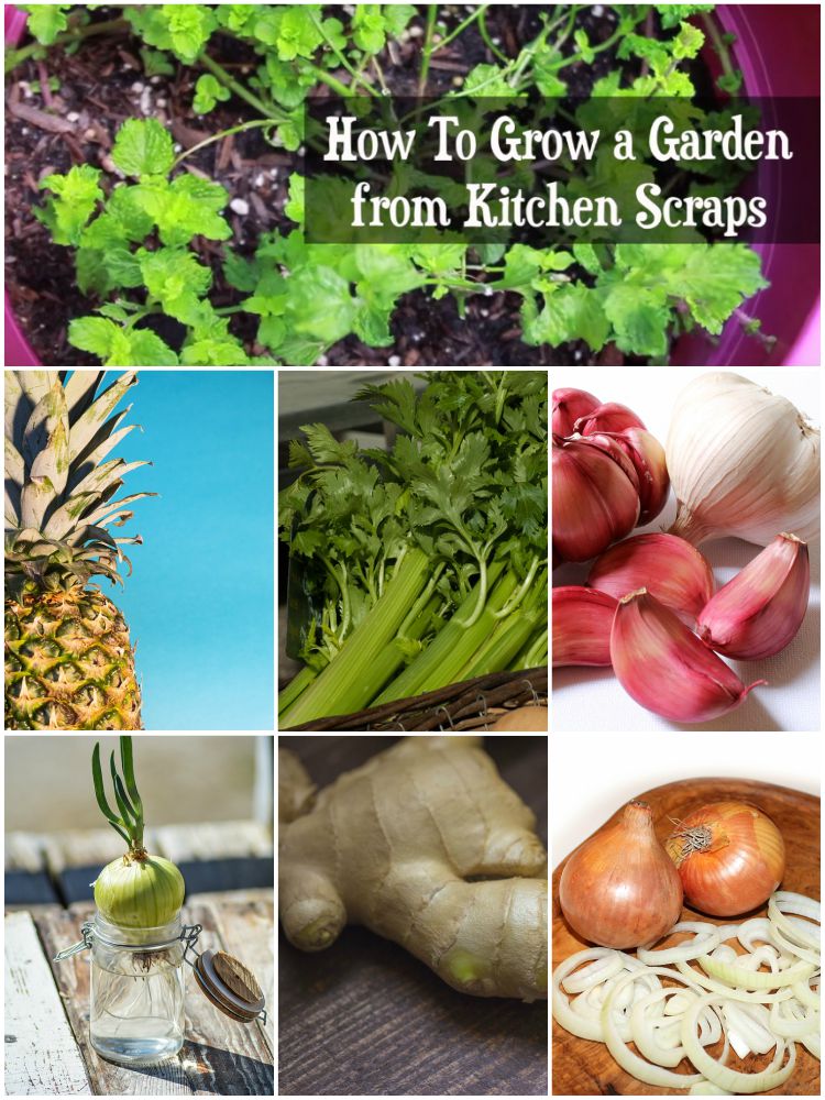 Top 6 Kitchen Scraps You Can Use to Grow a Vegetable Garden.