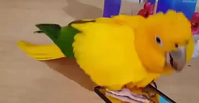 Bird Looks in Mirror and His Next Reaction Is Sure to Make You Smile!
