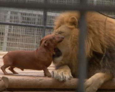 A Tiny Weiner Dog Encounters a Lion. What the Lion Does Next Is Going Viral!
