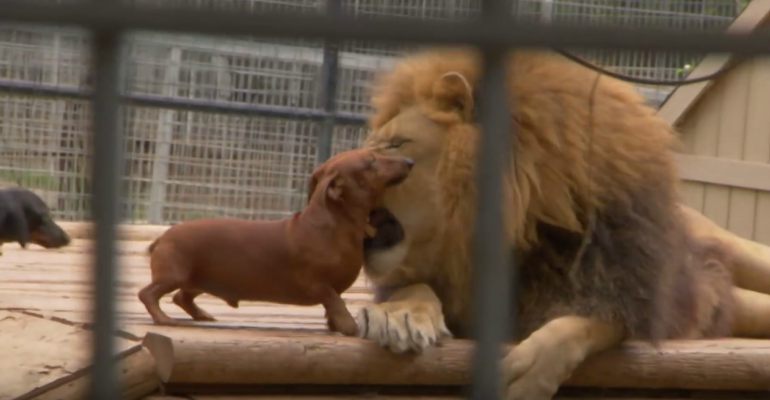 Massive Lion and Tiny Dachshunds are Best Friends Forever.