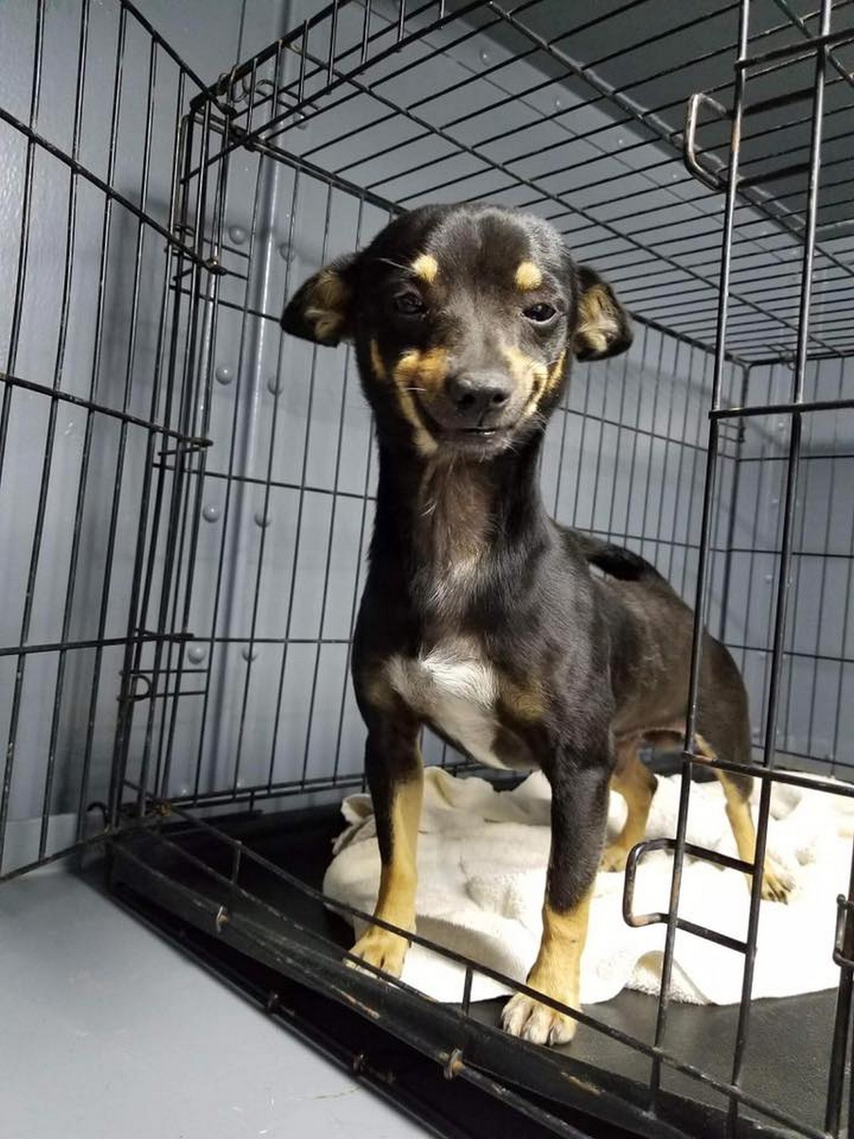 Found on the streets of Texas and brought to City of Waller Animal Shelter and Rescue, Cheech has an adorable smile.