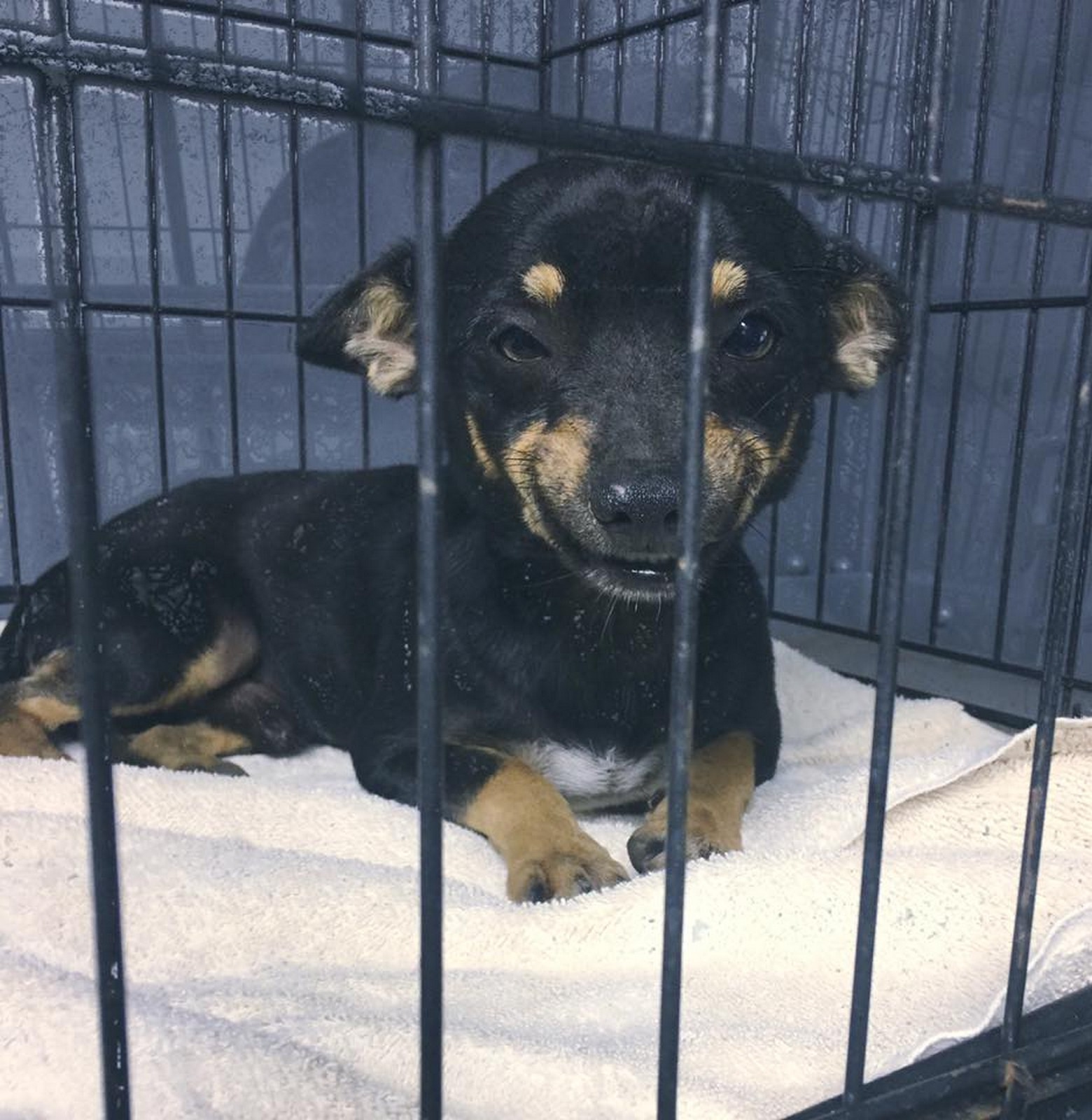 Leah Sipe, director of the shelter, knew that everybody would love him so she snapped some photos and posted them to the shelter's Facebook page.