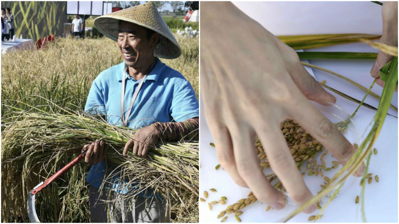 China Invents Strain of Rice That Grows in Salt Water and Can Feed 200 Million People Every Year