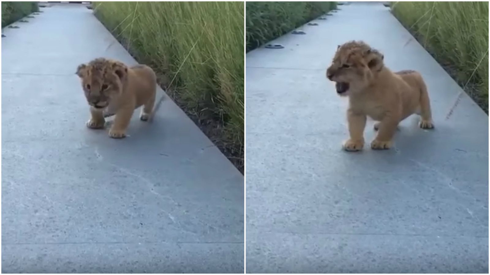 Cute Lion Cub Tries His Best To Roar But Squeaks Instead.