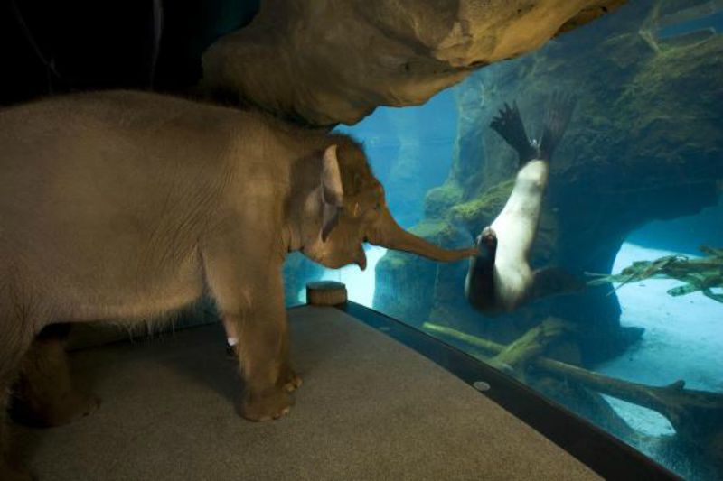 Chendra the Elephant Befriends Gus the Sea Lion at the Oregon Zoo and It Is Adorable!