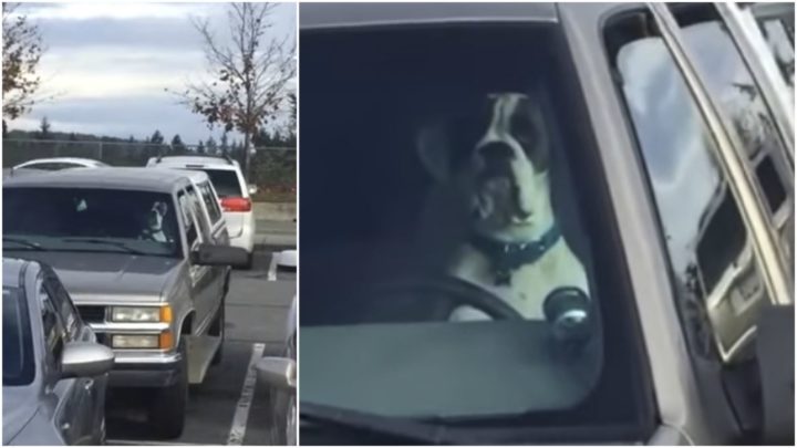 Impatient Dog Honks Car Horn to Get His Owner's Attention.