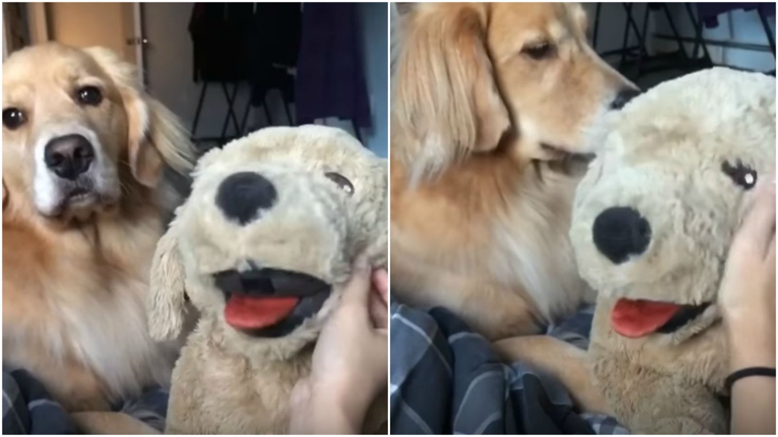 Adorable Golden Retriever Has A Case of Jealously When Her Human Pets Stuffed Animal
