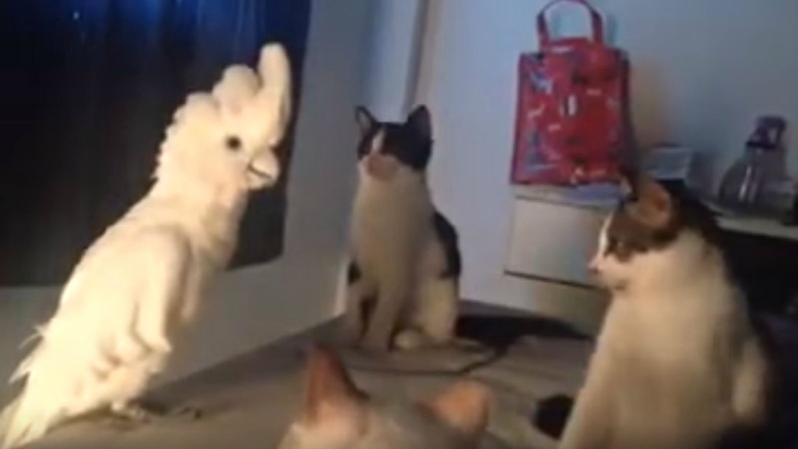 Parrot Meows Like a Cat to Blend in with a Group of Cats.