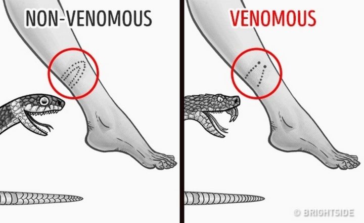 11 Wilderness Survival Tips - How to tell a non-venomous bite from a venomous one.