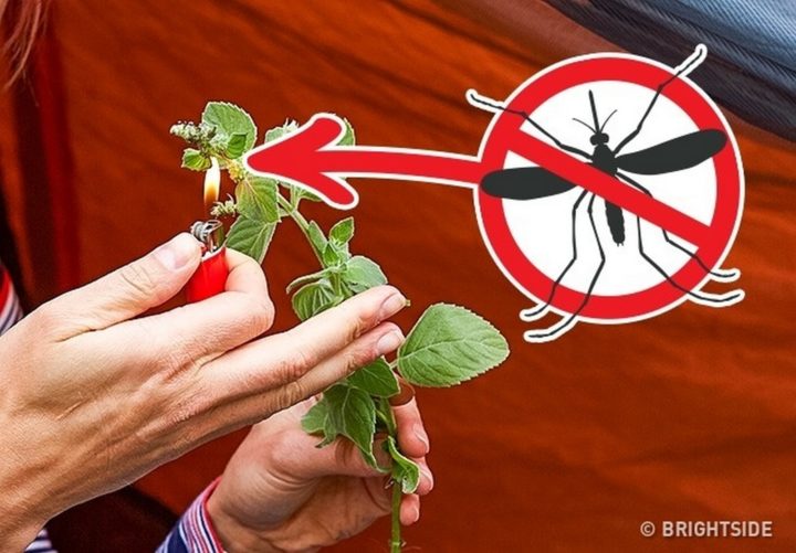 11 Wilderness Survival Tips - Burn herbs to help drive away mosquitoes, flies, and other insects.