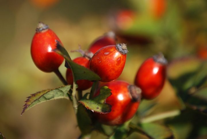 13 Natural Skin Care Products - Rosehip oil.