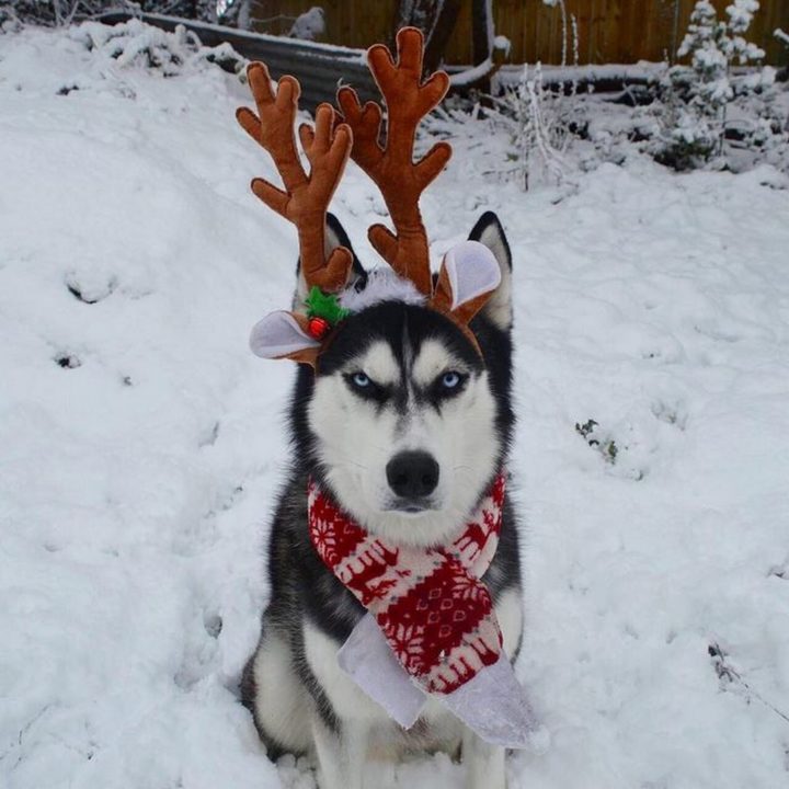 This adorable husky doesn't seem to be thrilled with his reindeer outfit.