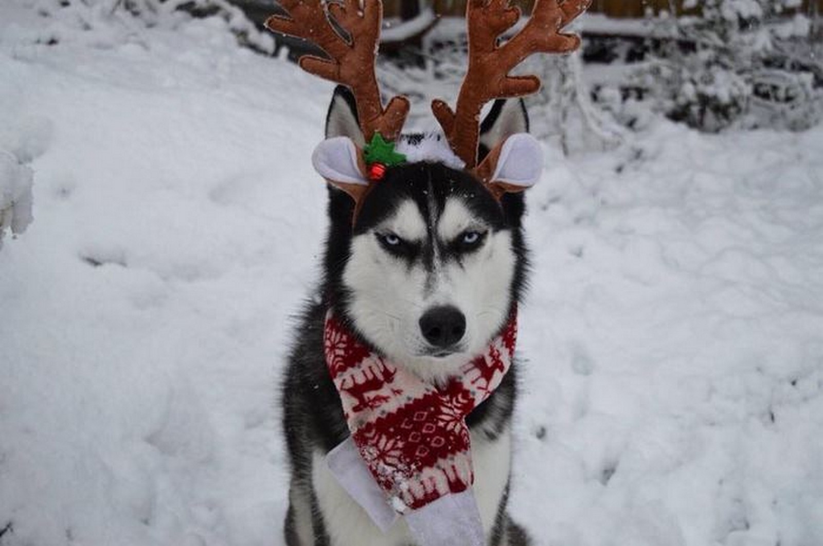 Anuko the Huksy Looks Grumpy When Dressed for Christmas