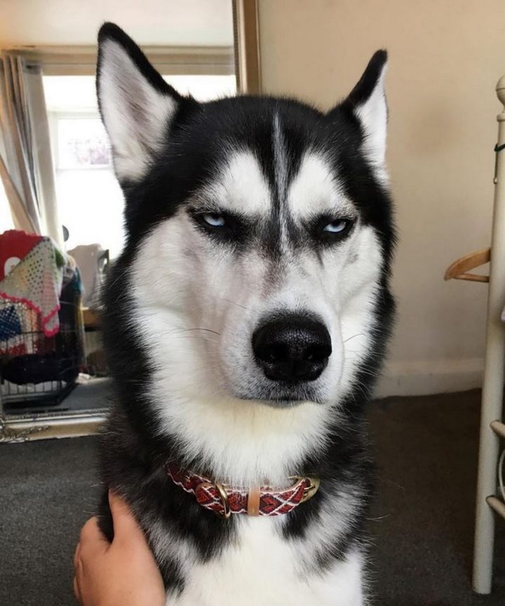 Even if he doesn't look thrilled by your presence, Anuko loves to play and cuddle just like any other dog.