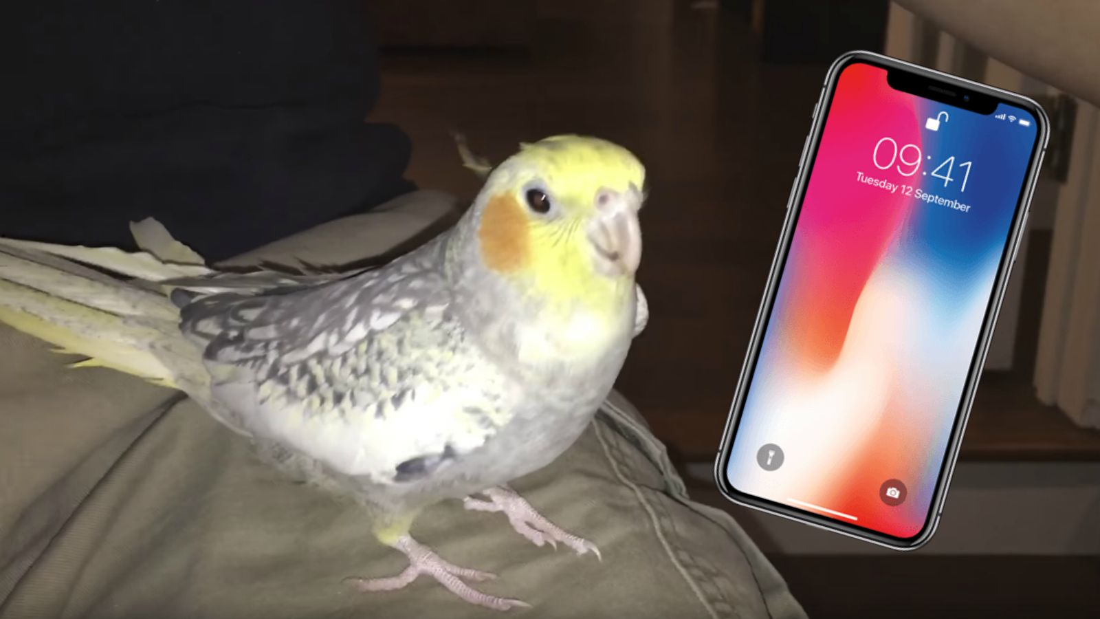 Pet Cockatiel Sings a Popular iPhone Ringtone When He Gets Upset and It’s Adorable!