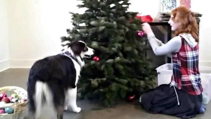Secret the Dog Helping Set up the Christmas Tree with His Human