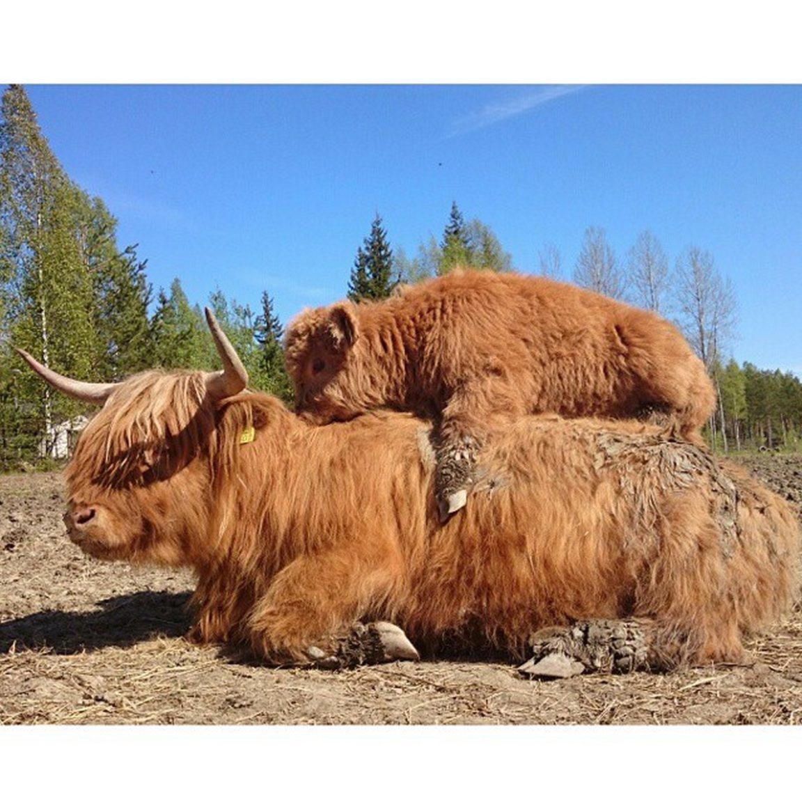 are highland cows used for meat