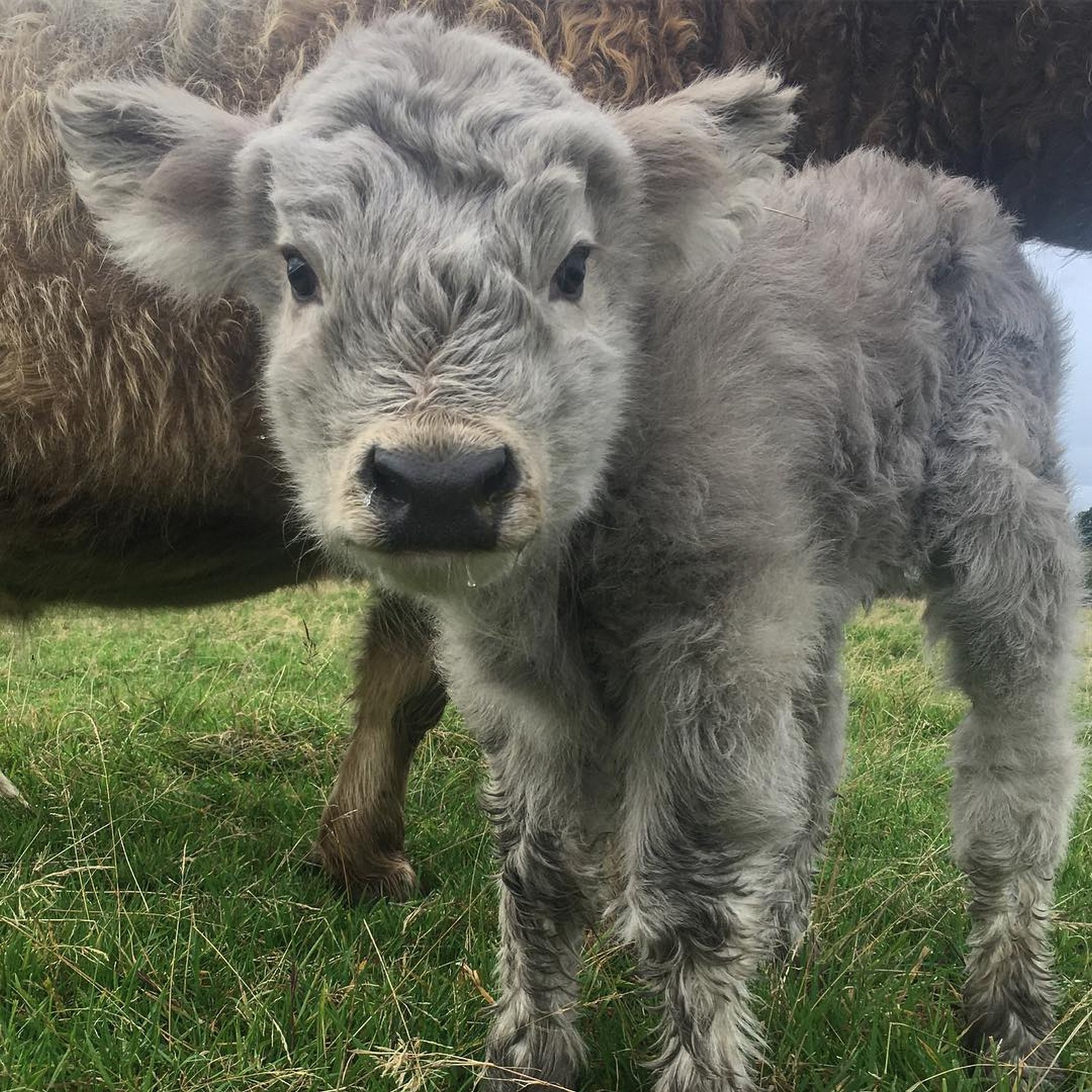 21 Highland Cattle Calf Photos to Bring a Smile to Your Day