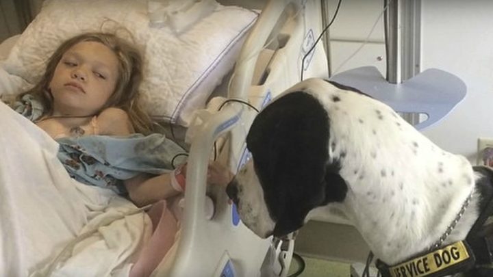 Great Dane Who Helps a Girl Walk Again Gets Best Day Ever