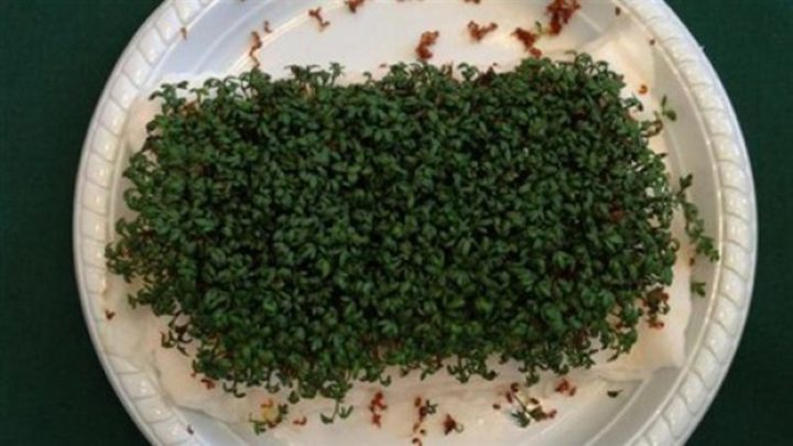 The cress seeds that were isolated and not exposed to WiFi radiation from the WiFi router sprouted and were healthy.