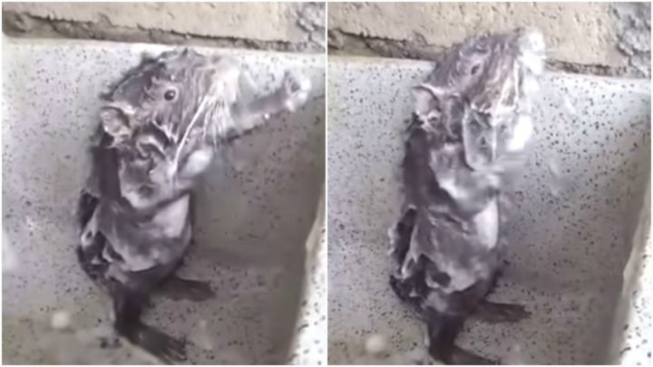 The 'Shower Rat' Washing Itself Is the Cutest Thing Ever but It's Not a Rat.