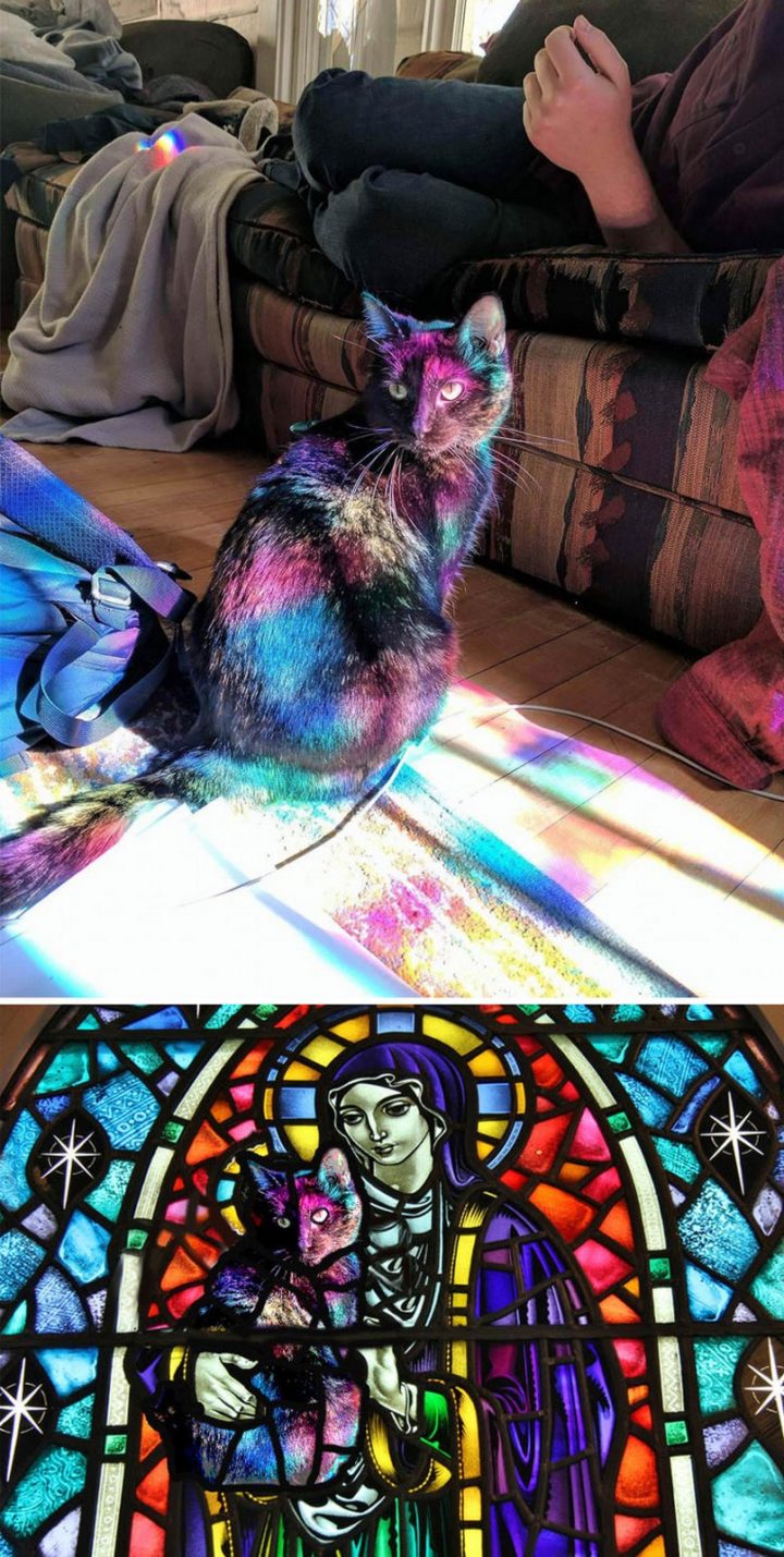 11 Epic Photoshop Battles - This cat bathed in light from a stained glass window.