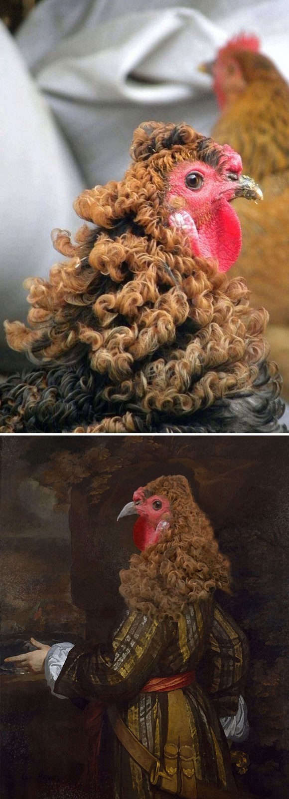 11 Epic Photoshop Battles - This chicken with curly feathers.