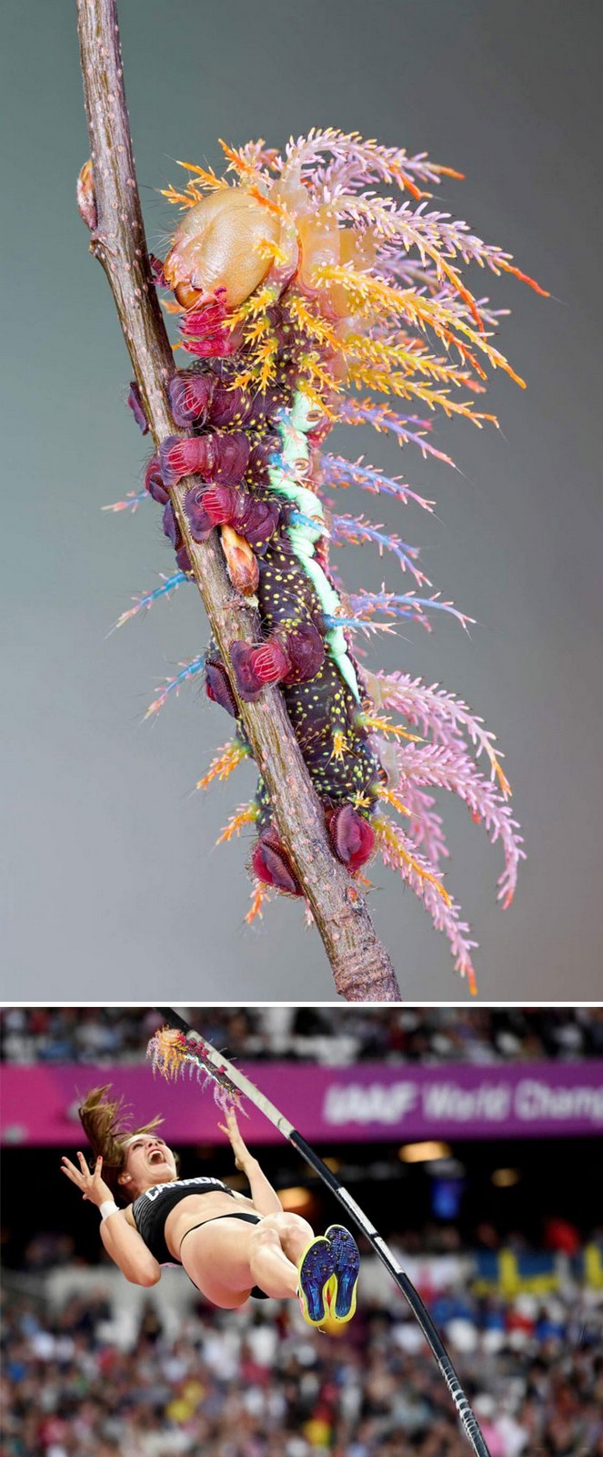 11 Epic Photoshop Battles - The Saturniidae moth caterpillar.