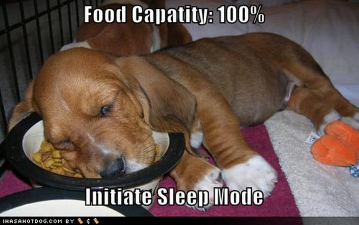 25 Puppies Asleep in Their Food Bowls - Food capacity: 100%. Initiate sleep mode.