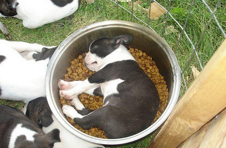 25 Puppies Asleep in Their Food Bowls - Pure happiness in a bowl.