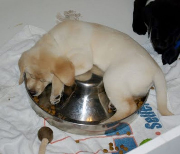 25 Puppies Asleep in Their Food Bowls - Hogging the food bowl.