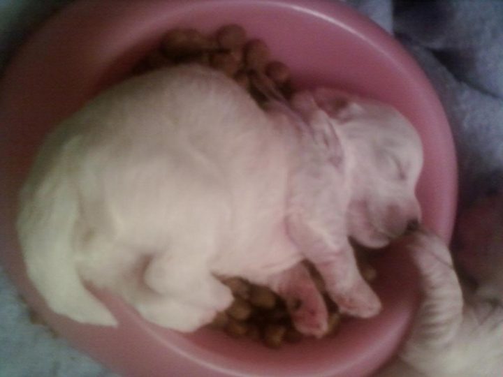 25 Puppies Asleep in Their Food Bowls - Tiny pup looks so cute in her pink dish.