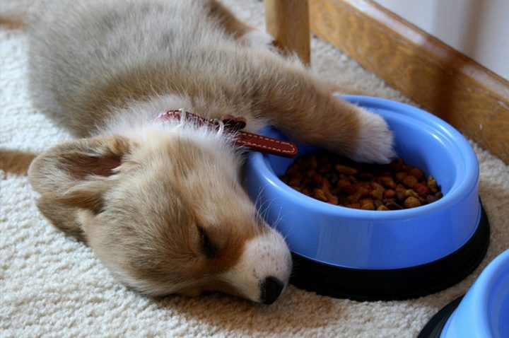 25 Puppies Asleep in Their Food Bowls - Cute Corgi pup guarding her food in her sleep.