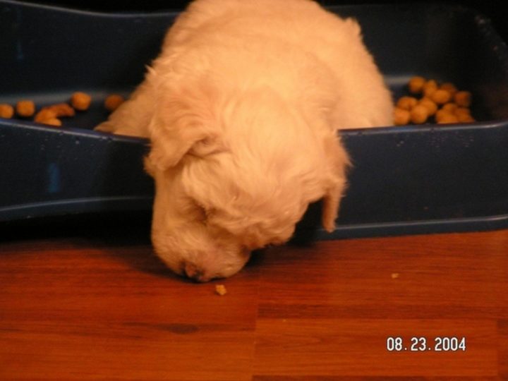 25 Puppies Asleep in Their Food Bowls - Almost got that last bit of kibble.