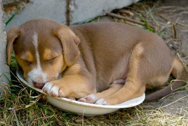 25 Puppies Asleep in Their Food Bowls - Adorable pup sits even if he doesn't quite fits!