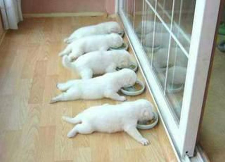 25 Puppies Asleep in Their Food Bowls - 5 sleepy puppies.