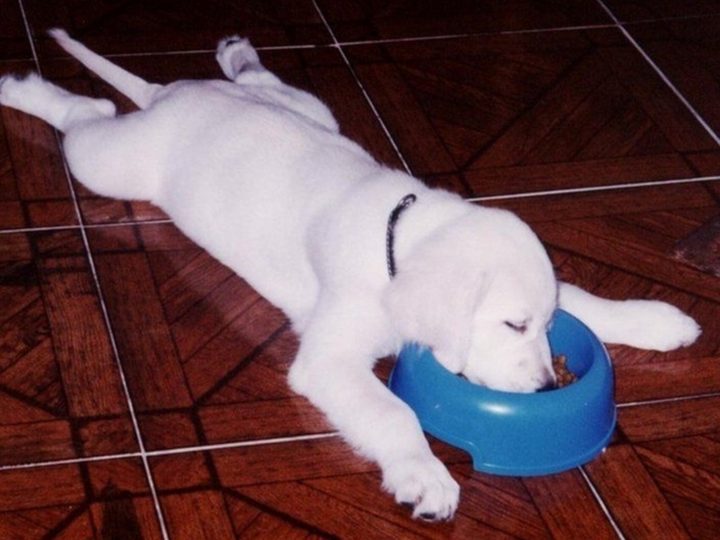 25 Puppies Asleep in Their Food Bowls - One...more...bite...