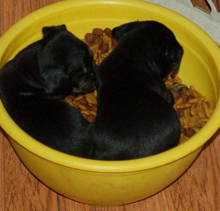 25 Puppies Asleep in Their Food Bowls - Twice the cuteness.