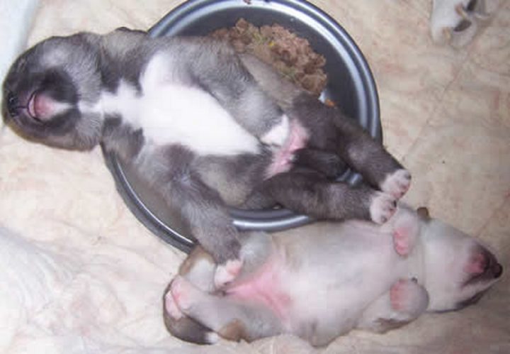 25 Puppies Asleep in Their Food Bowls - Asleep in a state of bliss.