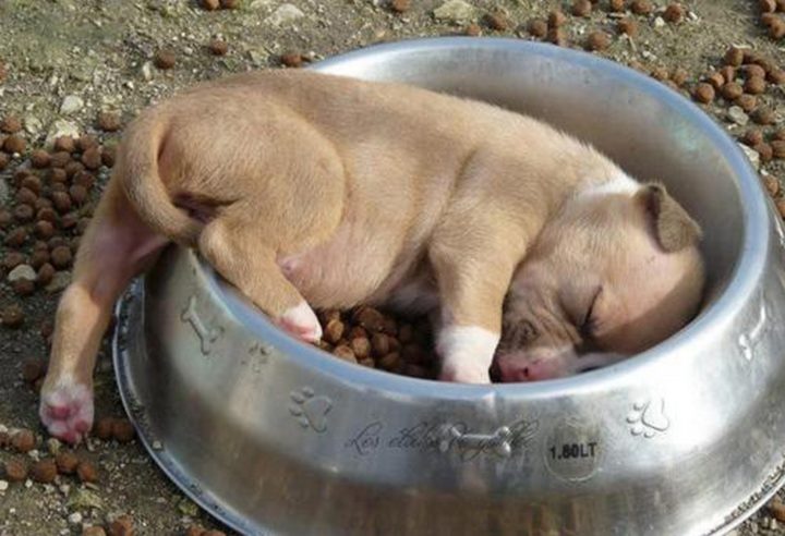 25 Puppies Asleep in Their Food Bowls - Awww, this little guy couldn’t decide if he was coming or going!