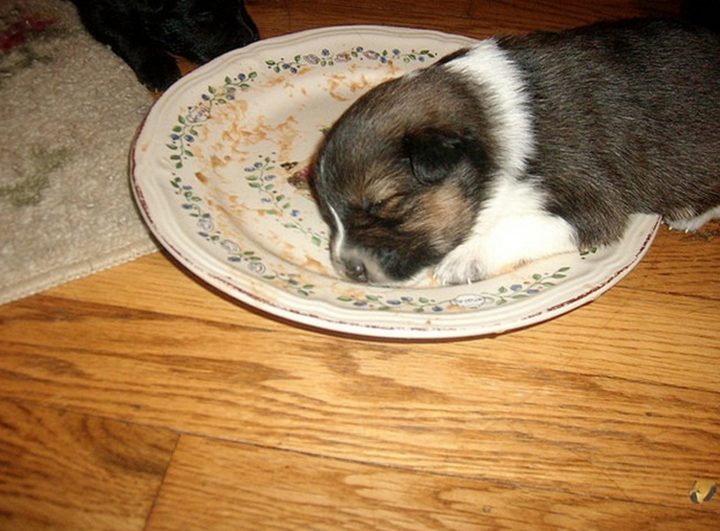 25 Puppies Asleep in Their Food Bowls - A cute puppy fell asleep on her food plate.