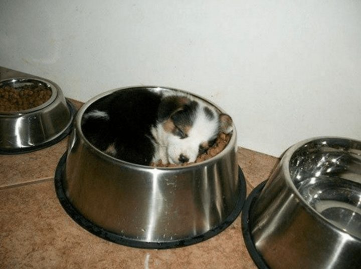 25 Puppies Asleep in Their Food Bowls - It doesn't get any cuter than this.